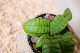 Hoya callistophylla